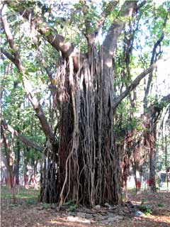 banyan-trae240