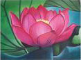 lotus_sted